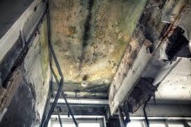 Best Attic Mold Removal  in Reisterstown, MD